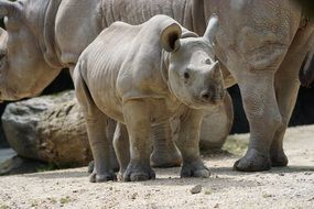 Young Rhino