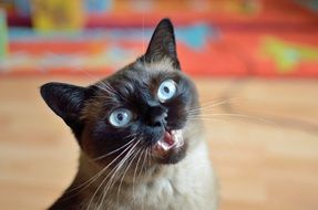 portrait of a domestic cat with blue eyes