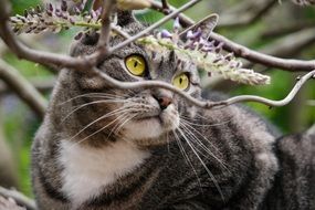 cat looks through tree branches