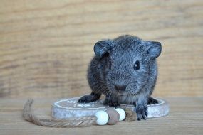 portrait of silver baby guinea pig