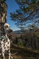 Dalmatians on a background of mountains in Salzburg