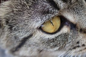Close-up of the face of the cat
