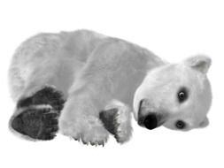 polar bear on a white background