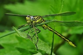 Green Dragonfly Macro Insect Water