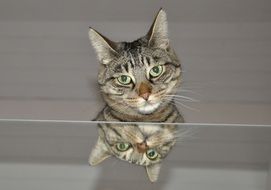 gray domestic cat is reflected in the mirror
