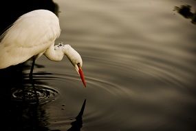 egret on the water