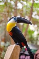 a toucan with a big beak at the zoo