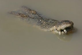 Crocodile is swimming in the salt water