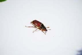 beetle crawling on a white surface