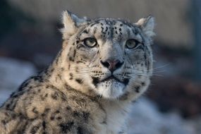 spotted snow leopard in the wild