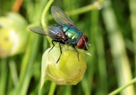 Bluebottle Fly outdoors macro