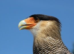 Caracara in Central America