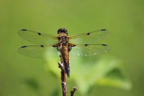 Finnish Dragonfly Insect