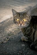 european cat with yellow eyes