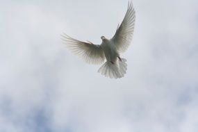 flying bird paloma in the cloudy sky