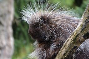 porcupine head