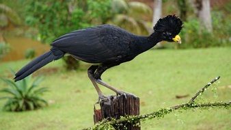 Beautiful Great Curassow perched stump, Costa Rica