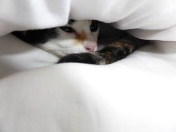 kitten sleeps under a white pillow