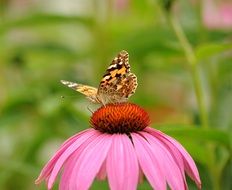 Colorful Butterfly on Pink bloom