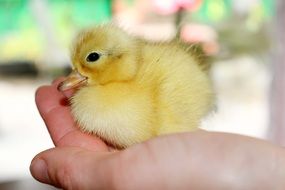 Babies Chick