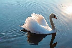 Swan shadow on water surface