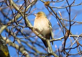 Chaffinch on the branches of trees