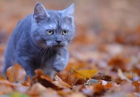 gray cat walks on autumn leaves