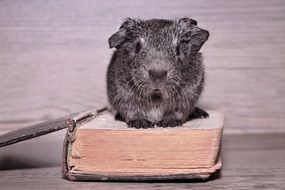 guinea pig sits on an old book on the table