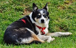 sad husky