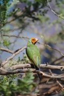 Exotic Tropical Bird