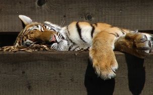 portrait of cute predatory tiger sleeping in a zoo