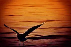 seagull on the water at sunset