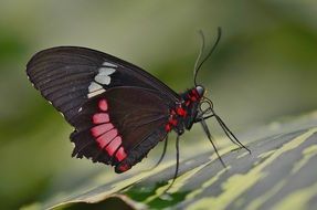 black and red butterfly