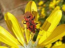 red bug on the yellow daisy