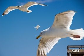 flying seagulls in the sky