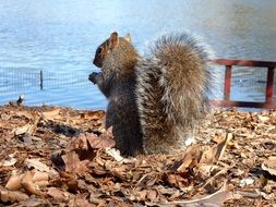 squirrel with a fluffy tail in America