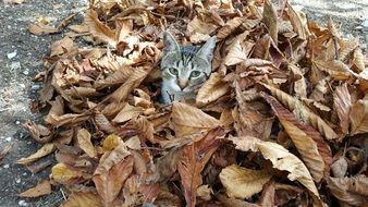 gray cat in dry fall foliage
