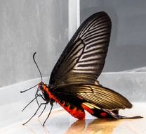 red and black butterfly