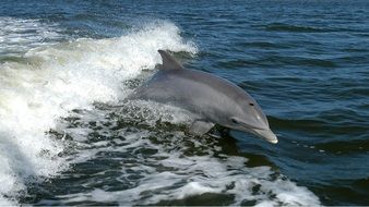 Ocean Dolphin