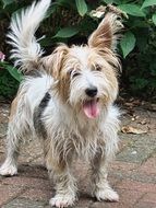 Cute Westland Terrier
