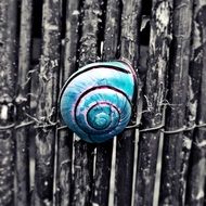 turquoise snail on a wooden fence