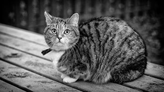 black and white photo of a domestic tabby cat sitting on a bench