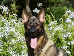 German Shepherd Dog among the flowers in the meadow