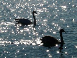 swans on glittering water