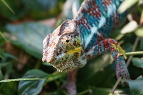 spotted colorful chameleon in the grass