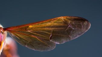 Hornet Wing, Macro