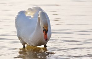 a white swan is drinking water from lake