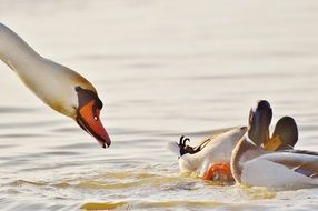 white swan and two ducks in the pond