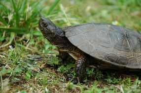 black Water Turtle on ground