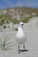 Sea Gull on the sand on the beach on a blurred background